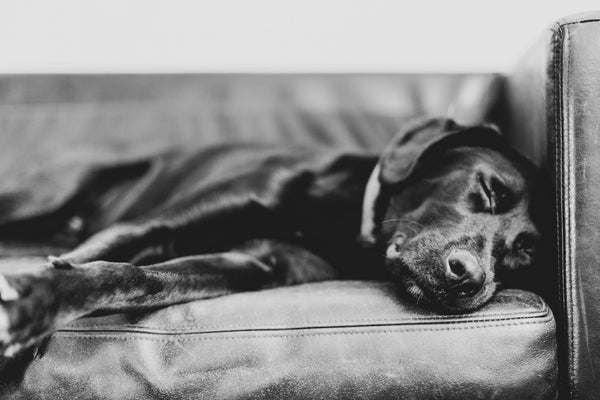 Why Your Dog’s Bed Is Flattening: The Science of Orthopedic Support vs. Cheap Polyester Fill - The Big Pet Shop