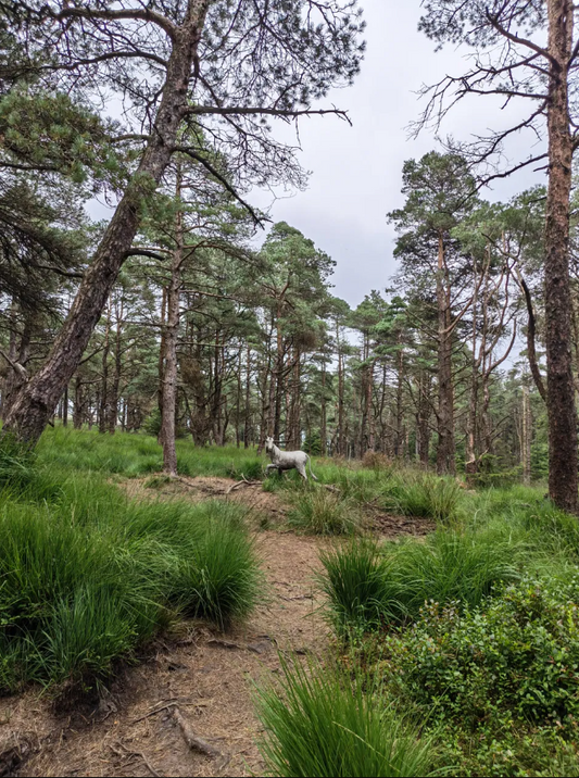 narrow woodland path surrounded by tall pine trees and lush green grass.