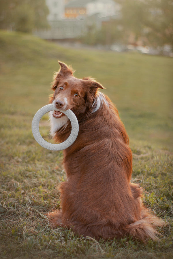 How To Choose Toys Based on Your Dog's Personality - The Big Pet Shop