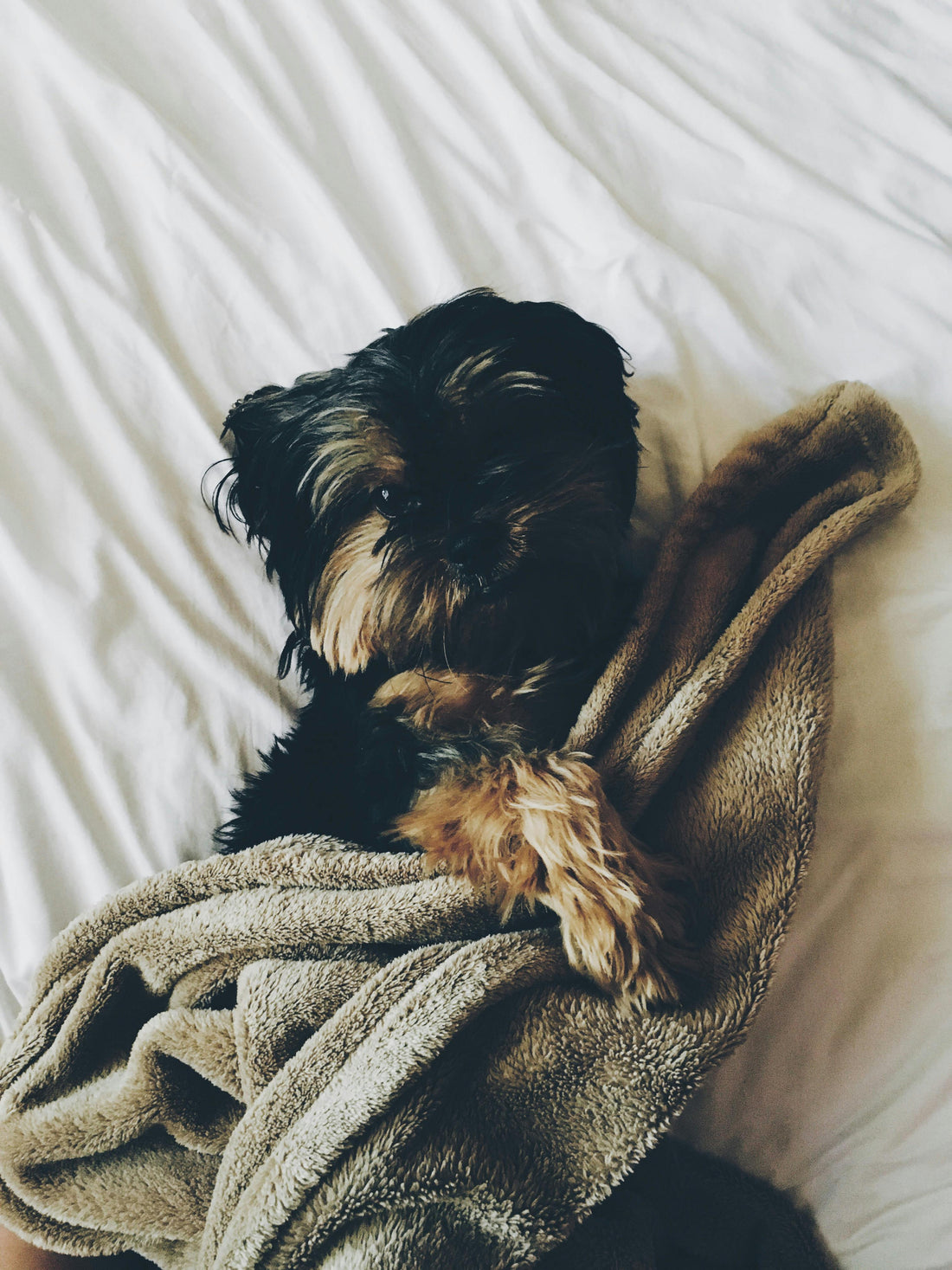 Why Dogs Like Sleeping Near Their Owners — The Science Explained - The Big Pet Shop