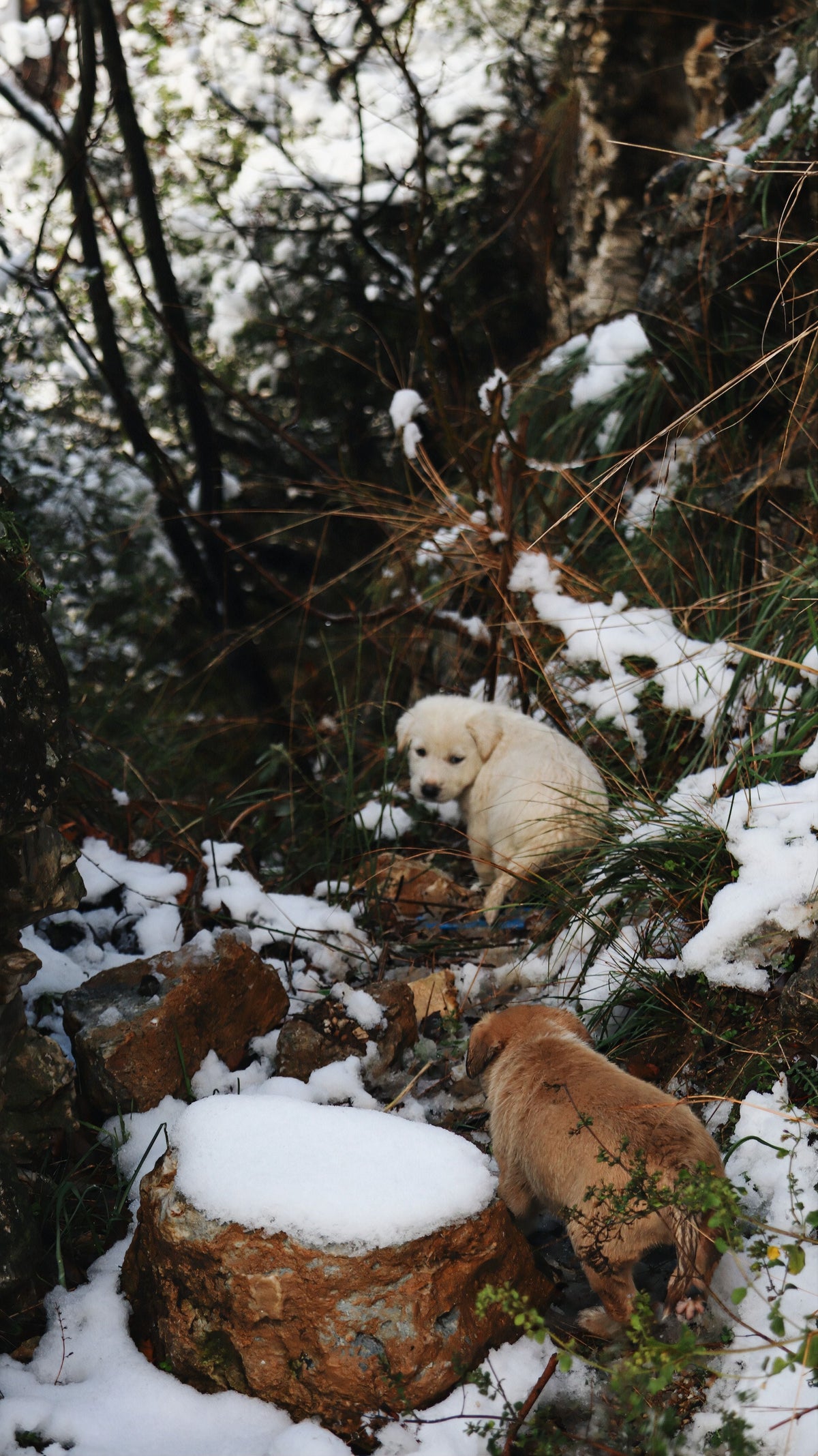 Best Ways to Socialise a Puppy in Winter - The Big Pet Shop