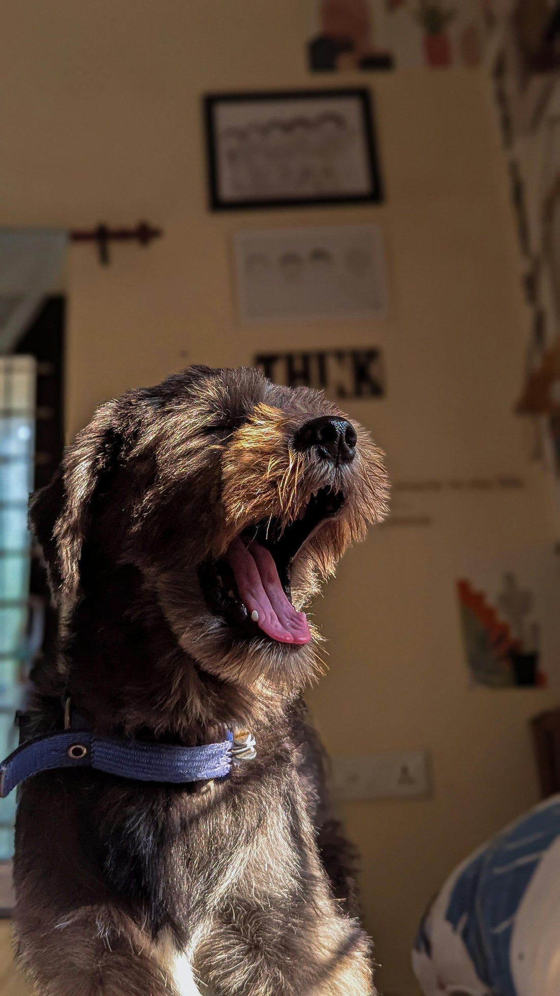 Do Dogs Prefer Quiet or Busy Homes? The Science Explained - The Big Pet Shop