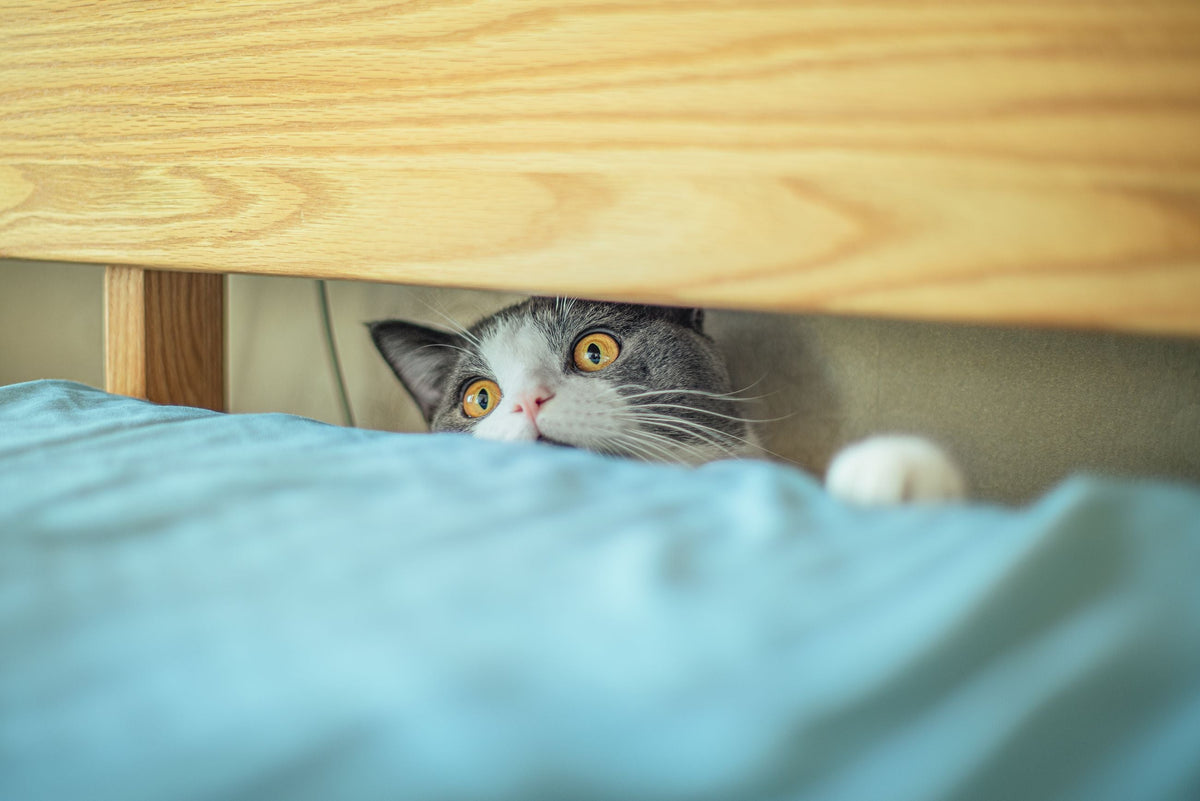 Best Calming Products for Anxious Cats — The Complete Science Guide - The Big Pet Shop