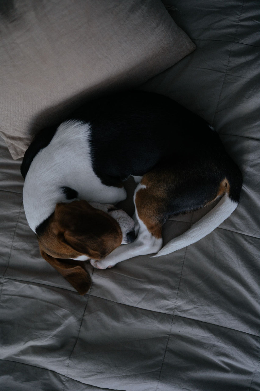 Why Dogs Curl Up When Sleeping — The Complete Science Guide - The Big Pet Shop