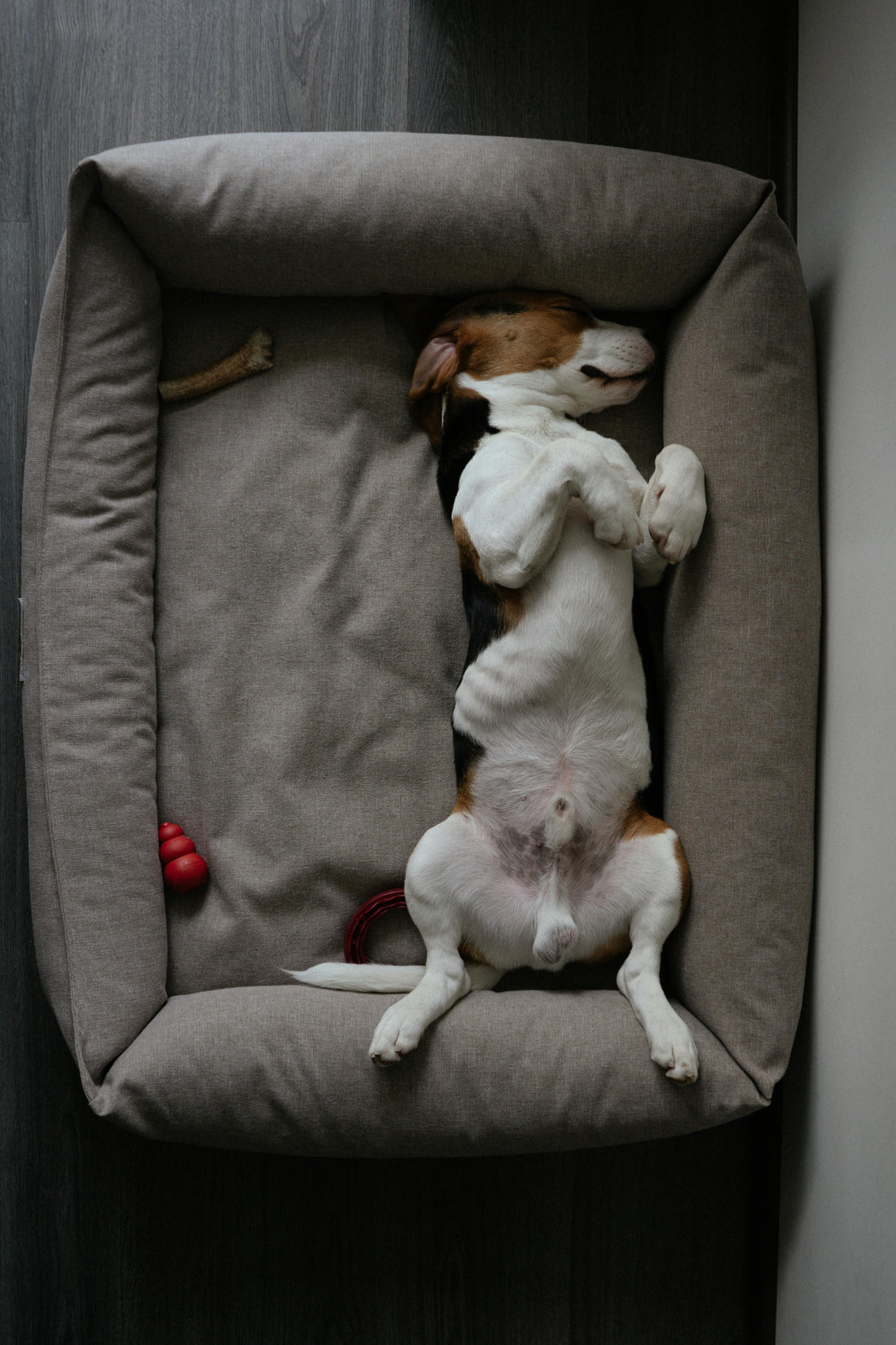 Should Dogs Have More Than One Bed? The Science Says Yes - The Big Pet Shop