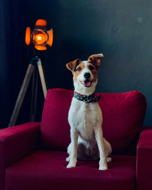 What Makes Dogs Feel Comfortable at Home — The Complete Science Guide - The Big Pet Shop