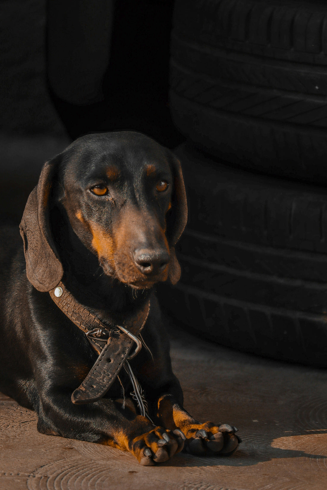 Signs Your Dog Is Mentally Tired — And What To Do About It - The Big Pet Shop