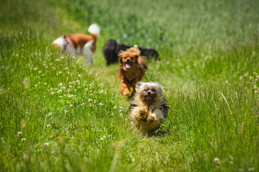 Beyond the Zoomies: How to Identify and Manage Overstimulation in Your Dog - The Big Pet Shop