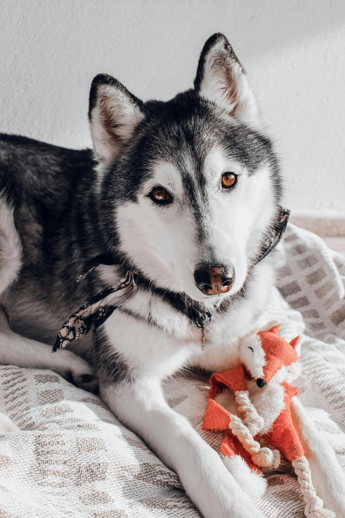 The Art of the Introduction: How to Build Lasting Value in Your Dog’s New Toys - The Big Pet Shop