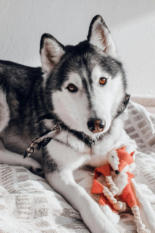 The Art of the Introduction: How to Build Lasting Value in Your Dog’s New Toys - The Big Pet Shop