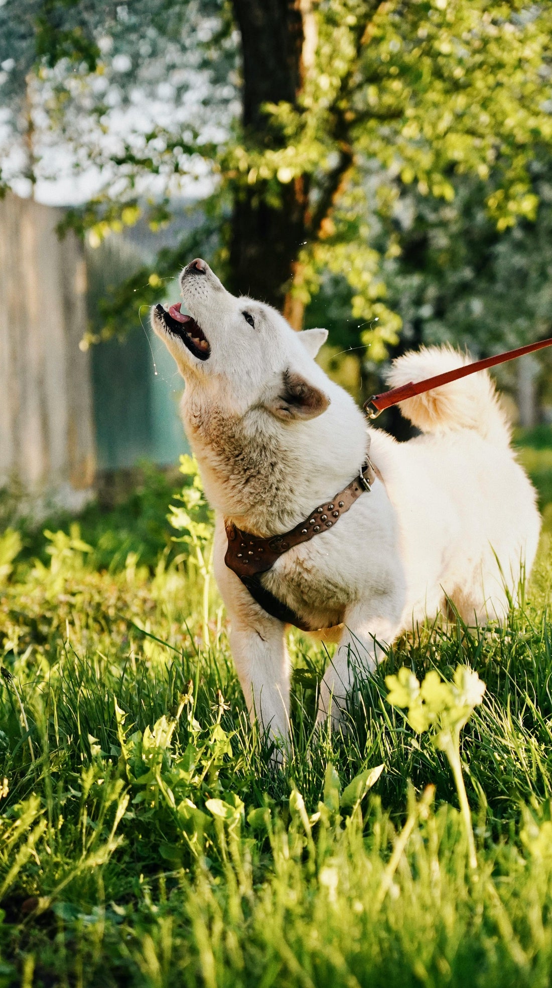 How Often Should Dogs Take Breaks on Walks? The Science-Backed Answer - The Big Pet Shop