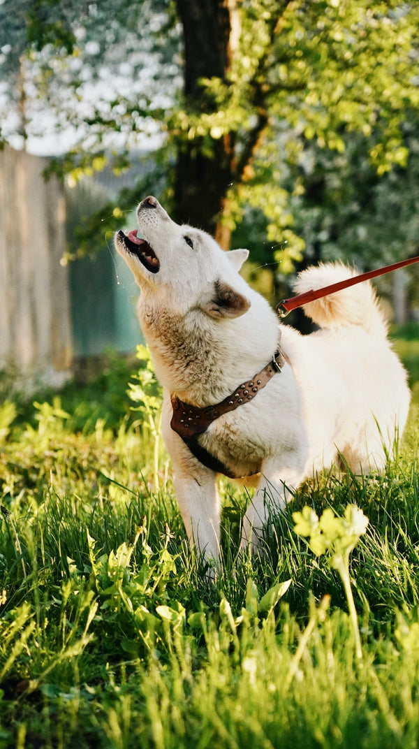 How Often Should Dogs Take Breaks on Walks? The Science-Backed Answer - The Big Pet Shop