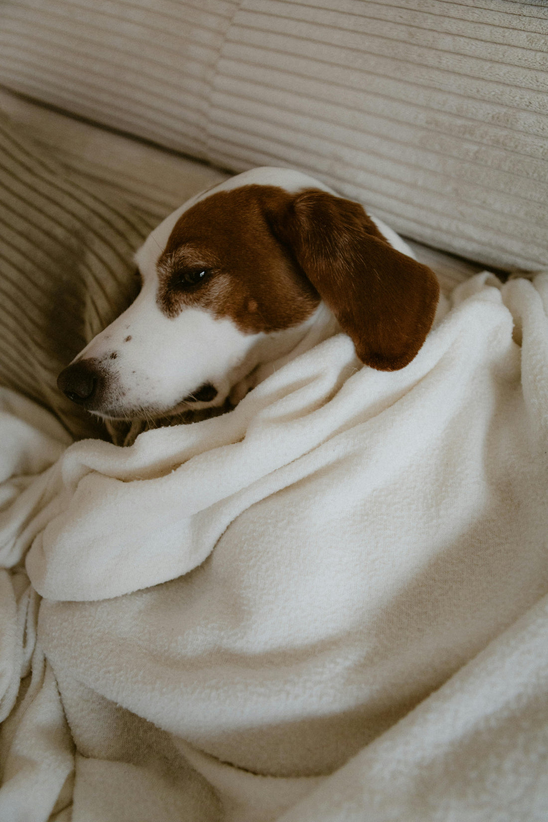 How Long Should Dogs Rest After Exercise? The Science-Backed Answer - The Big Pet Shop