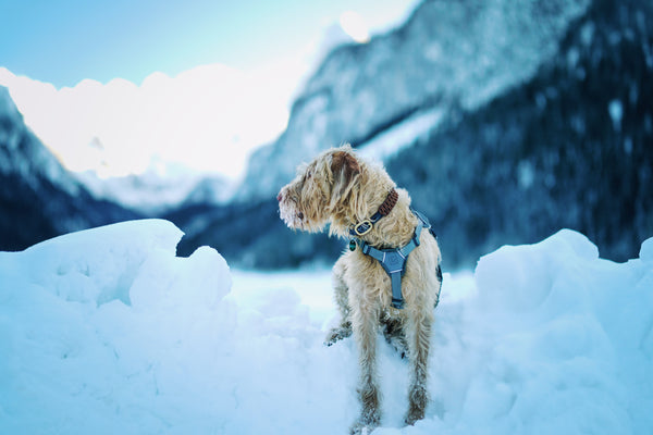 How to Keep Dogs Comfortable During Cold Weather | UK Guide - The Big Pet Shop