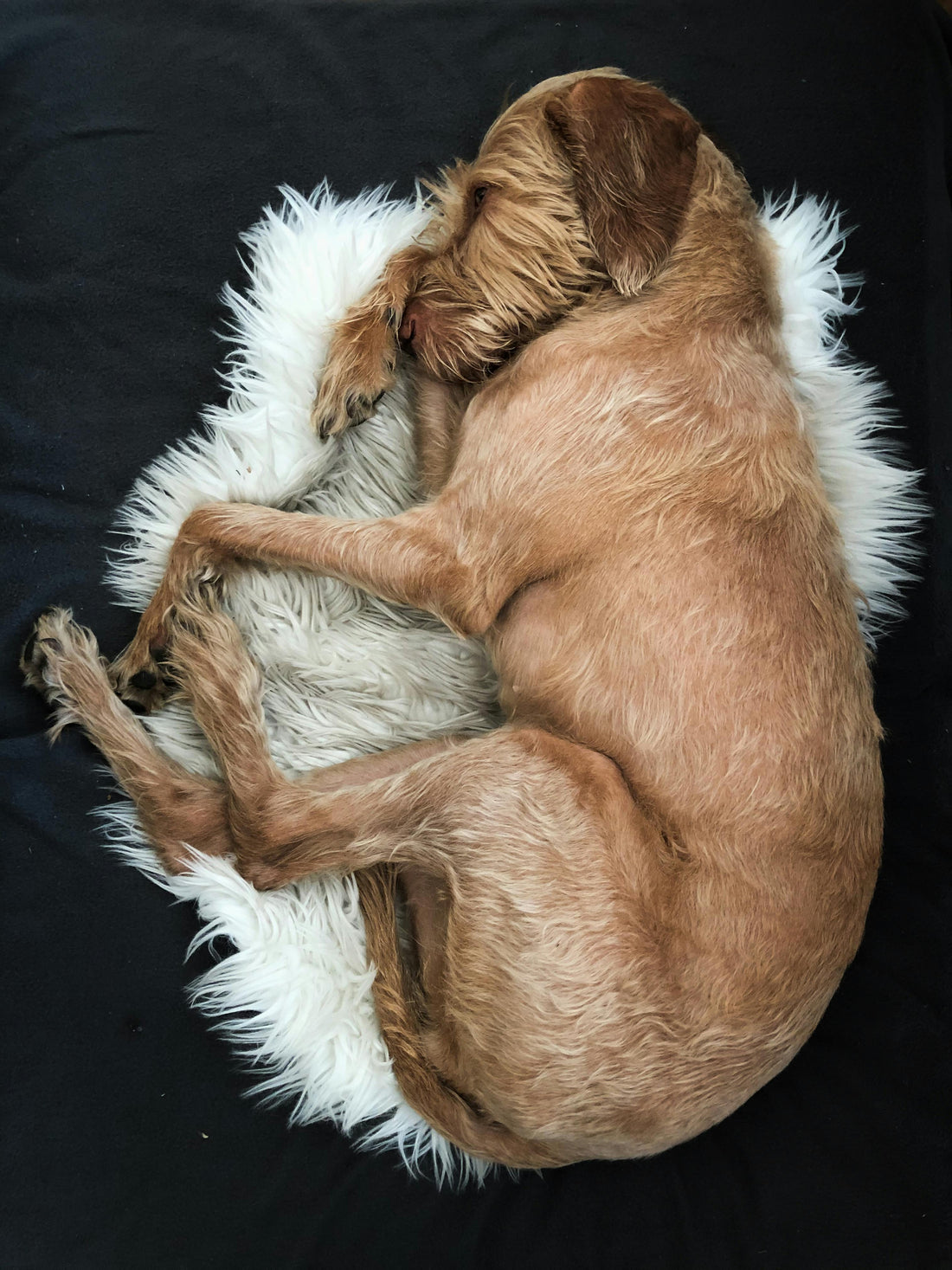 Signs Your Dog Feels Safe Sleeping — The Complete Science Guide - The Big Pet Shop