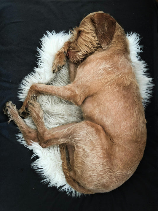 Signs Your Dog Feels Safe Sleeping — The Complete Science Guide - The Big Pet Shop