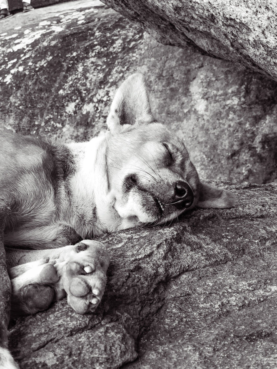Why Dogs Wake Up at Night — The Complete Science Explained - The Big Pet Shop