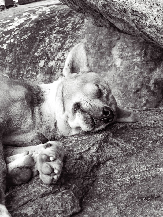 Why Dogs Wake Up at Night — The Complete Science Explained - The Big Pet Shop