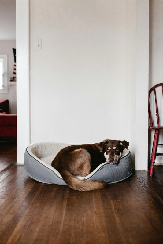The Sanctuary Signal: How to Tell if Your Dog Truly Feels Safe in Your Home - The Big Pet Shop