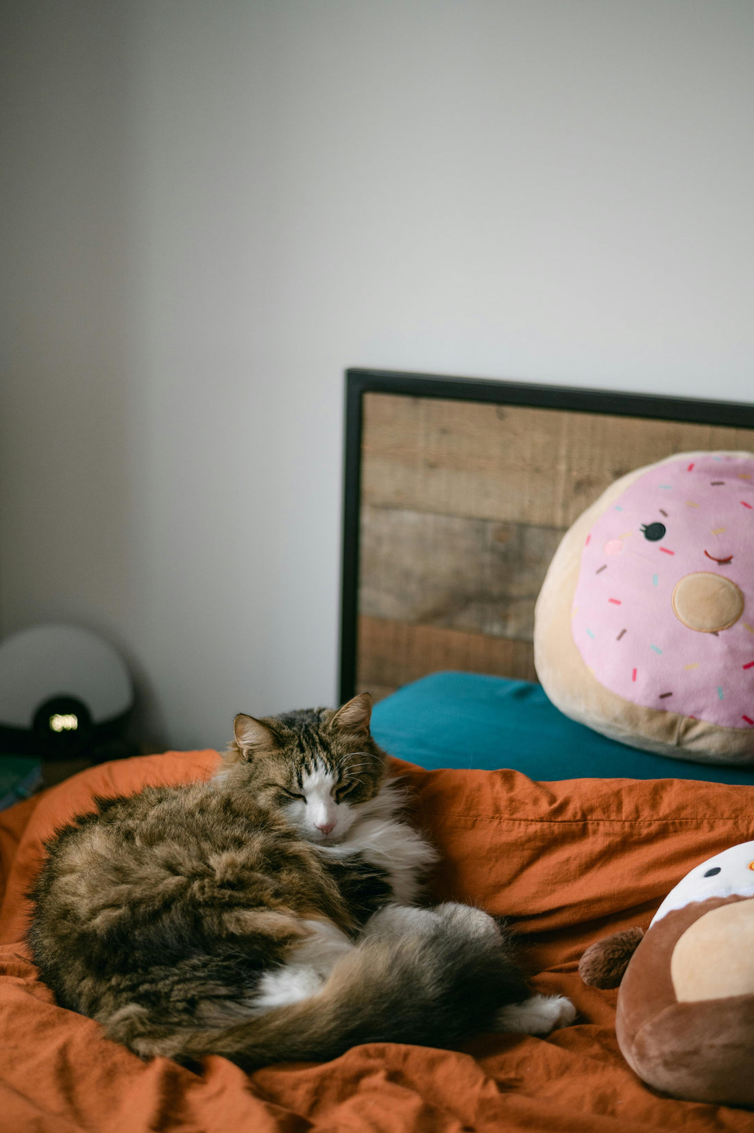 Best Cat Toys for Lazy Indoor Cats — The Complete 2026 Guide - The Big Pet Shop