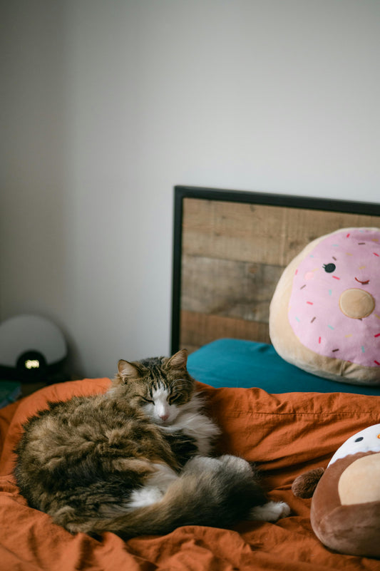 Best Cat Toys for Lazy Indoor Cats — The Complete 2026 Guide - The Big Pet Shop