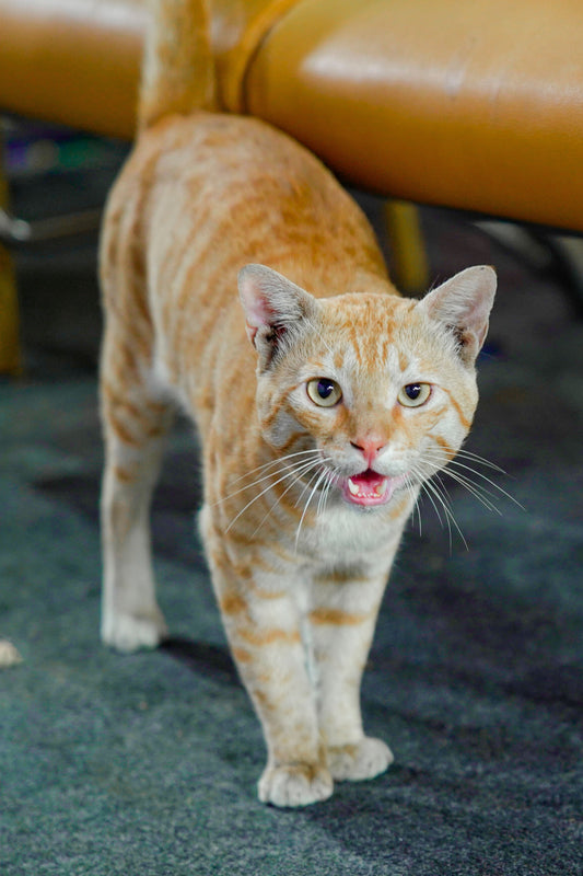 How to Help a Nervous Cat Settle In — The Complete Science Guide - The Big Pet Shop