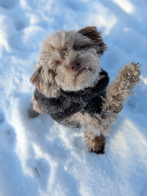 How to Groom Your Dog for the Colder Months - The Big Pet Shop