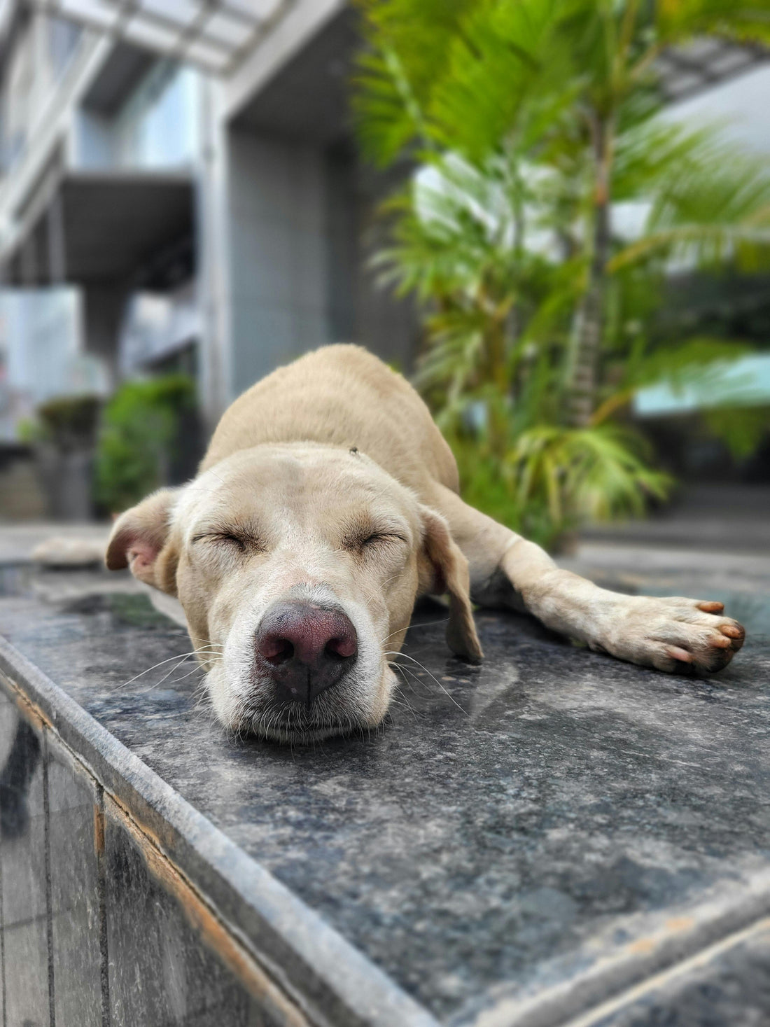 Why Dogs Change Sleeping Spots — The Science Behind the Behaviour - The Big Pet Shop