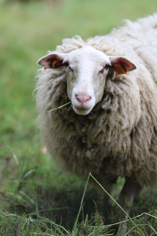 How to Walk Dogs Safely Near Livestock — The Complete UK Guide - The Big Pet Shop