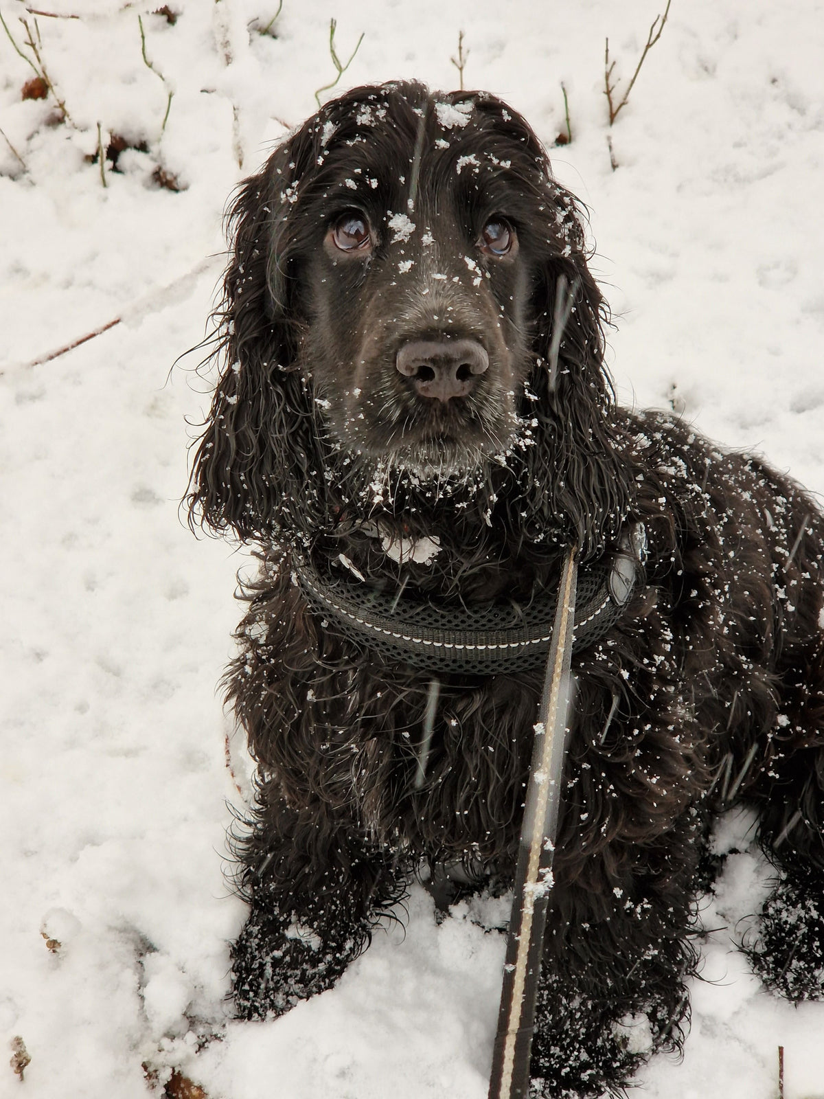 How to Keep a Dog Entertained on Snow Days - The Big Pet Shop