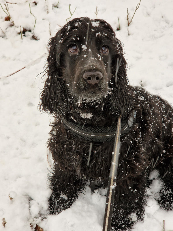 How to Keep a Dog Entertained on Snow Days - The Big Pet Shop