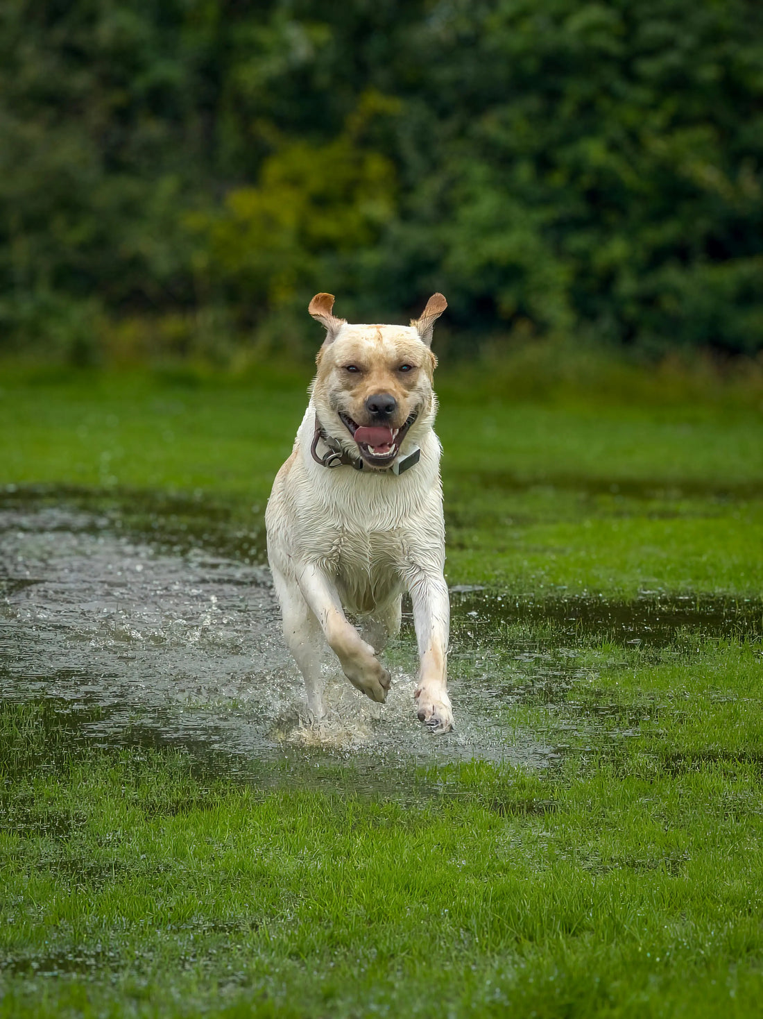 The Atmospheric Shift: Understanding the Science of Weather and Canine Behaviour - The Big Pet Shop