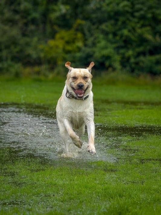 The Atmospheric Shift: Understanding the Science of Weather and Canine Behaviour - The Big Pet Shop