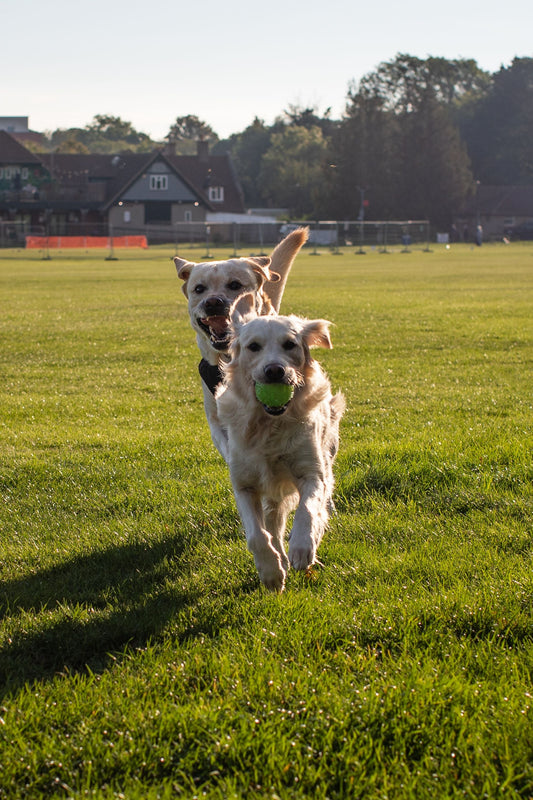 Two dogs run across a sunlit grassy field during a game of fetch.