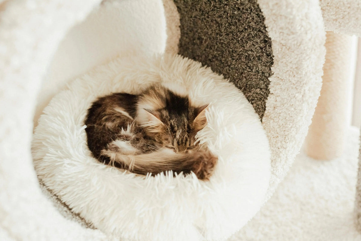 The Ultimate Winter Wellness Guide: Keeping Your Pet Calm, Healthy, and Cozy through the Big Freeze ❄️🐕🐈 - The Big Pet Shop