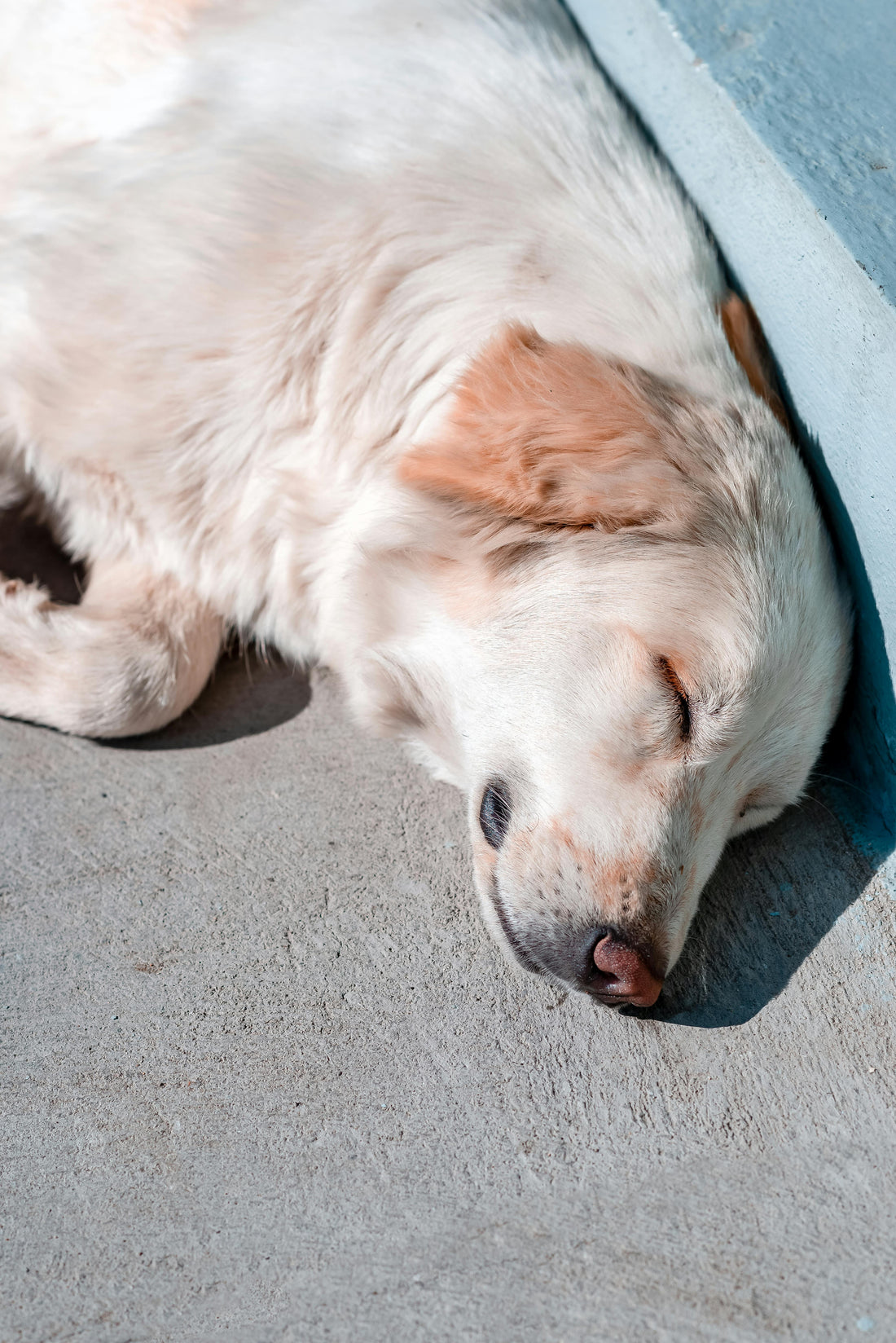 Why Dogs Sleep Better With Familiar Smells — The Complete Science Guide - The Big Pet Shop