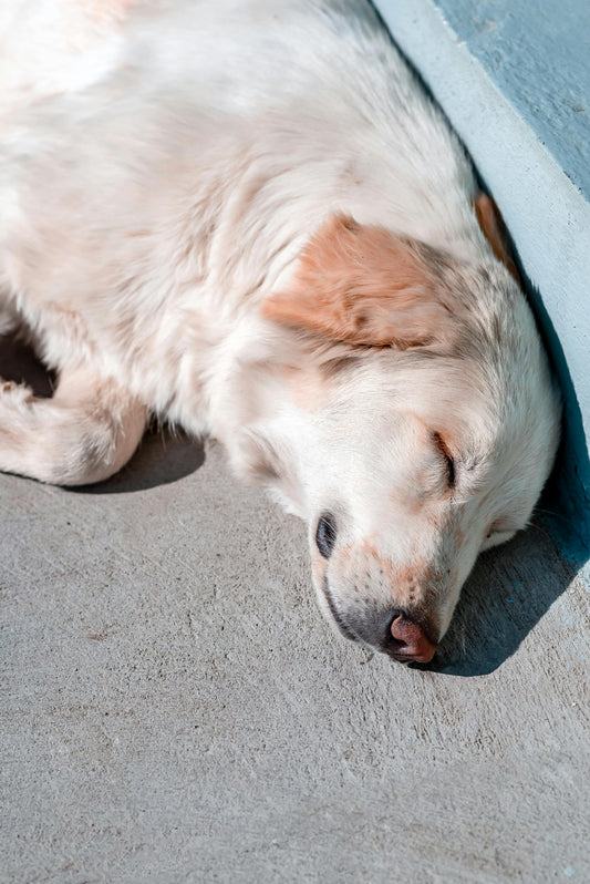 Why Dogs Sleep Better With Familiar Smells — The Complete Science Guide - The Big Pet Shop
