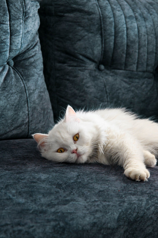 Signs Your Cat Trusts You: 10 Science-Backed Behaviours Explained - The Big Pet Shop