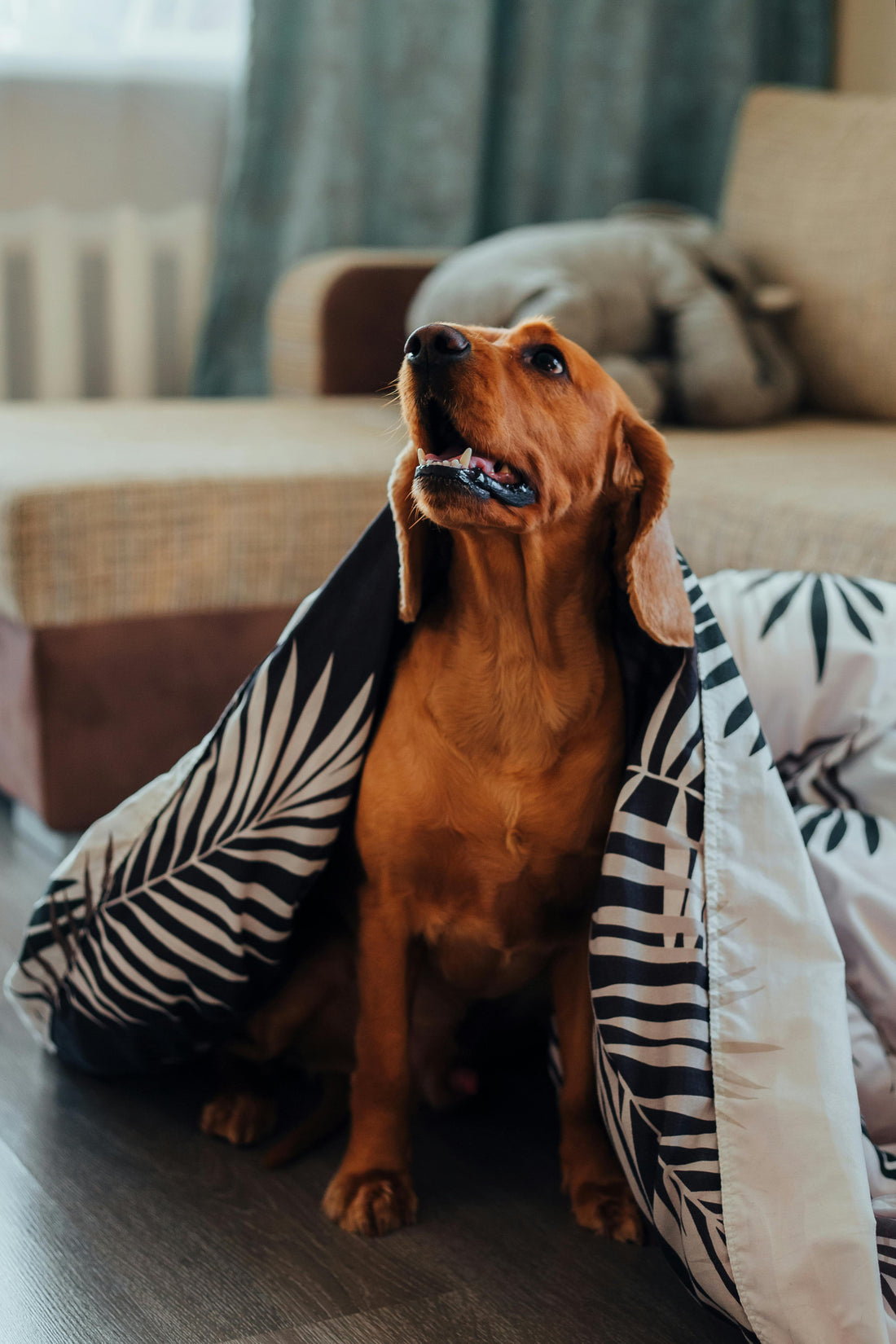 Why Dogs Like Soft Blankets — The Complete Science Guide - The Big Pet Shop