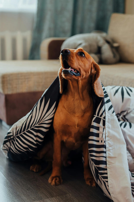 Why Dogs Like Soft Blankets — The Complete Science Guide - The Big Pet Shop
