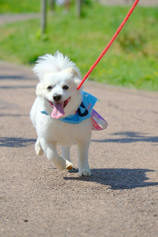 Signs Your Dog Enjoys Walks — The Complete Science Guide - The Big Pet Shop