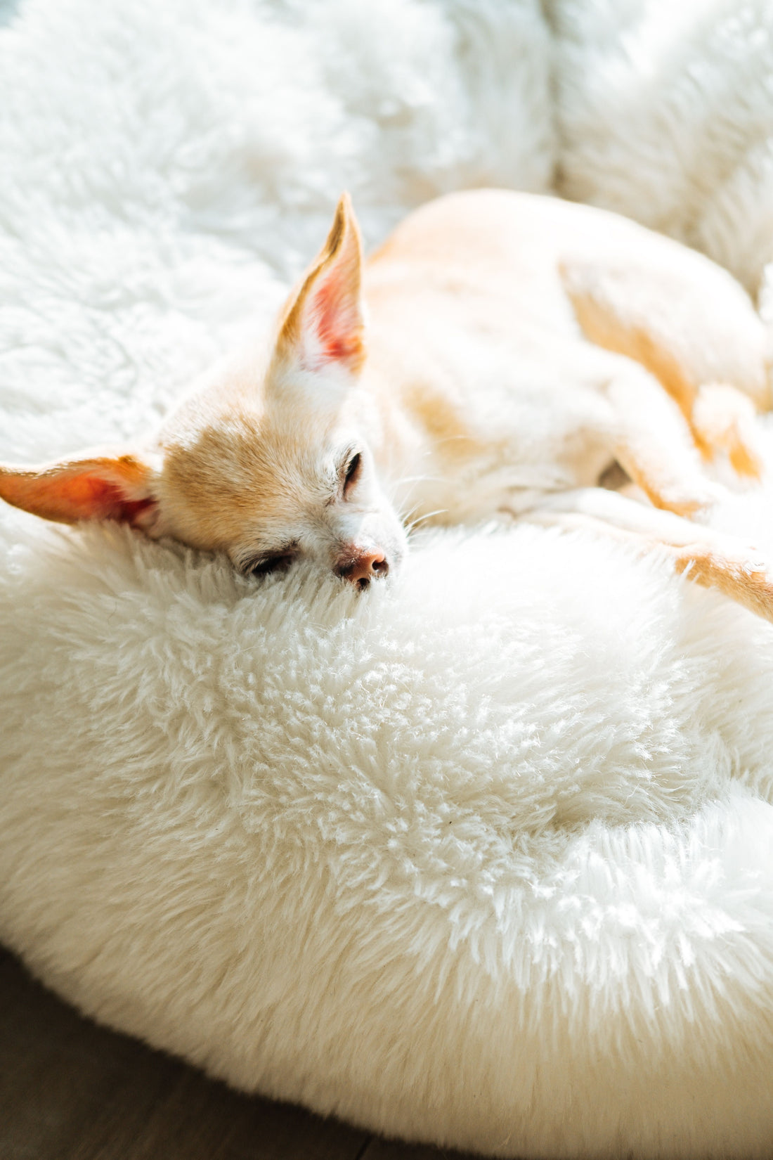 Should Puppies Have Their Own Bed From Day One? — The Complete Guide - The Big Pet Shop
