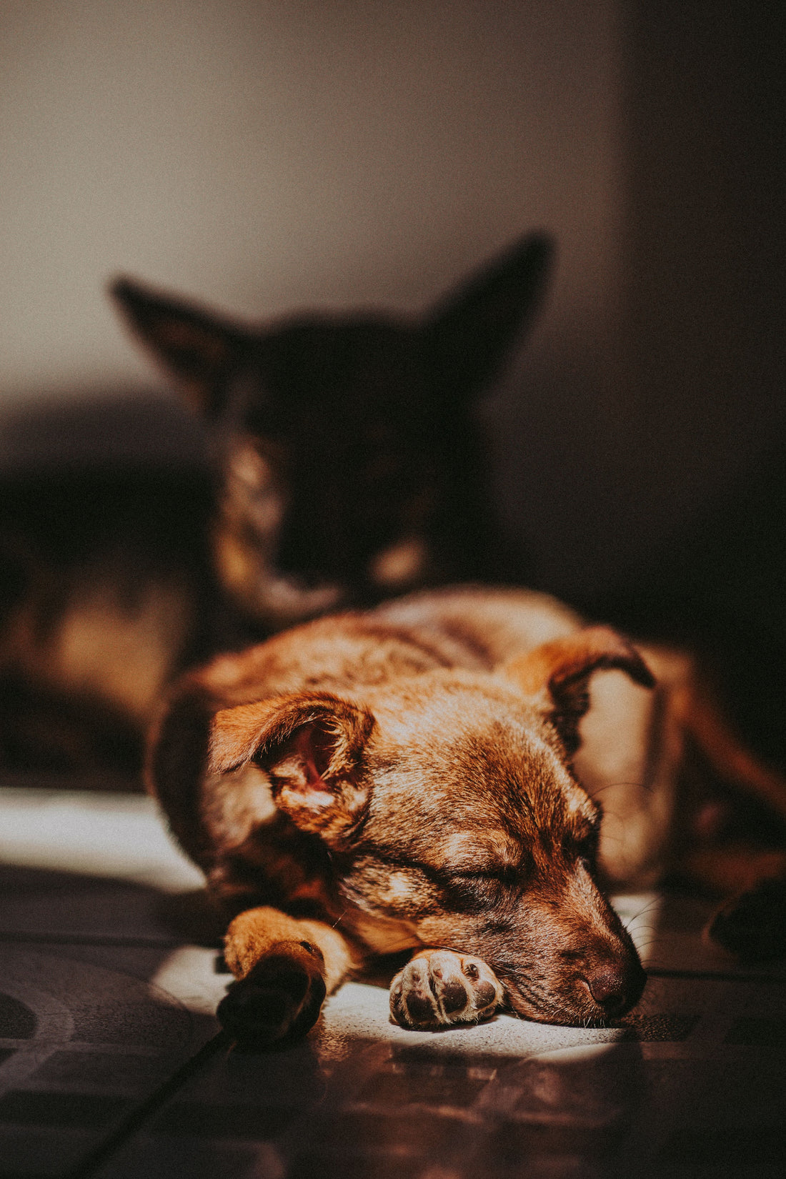 How to Help Dogs Sleep Through the Night — The Complete Guide - The Big Pet Shop