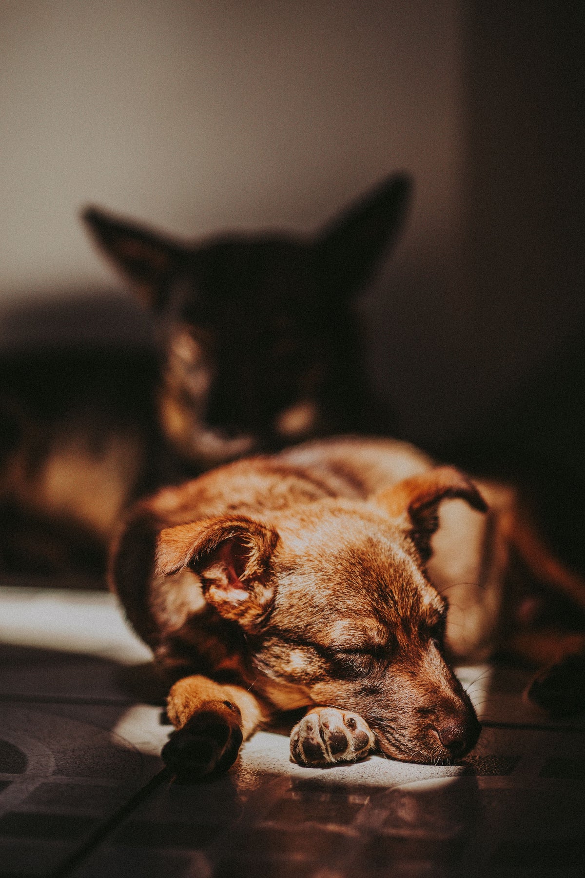 How to Help Dogs Sleep Through the Night — The Complete Guide - The Big Pet Shop