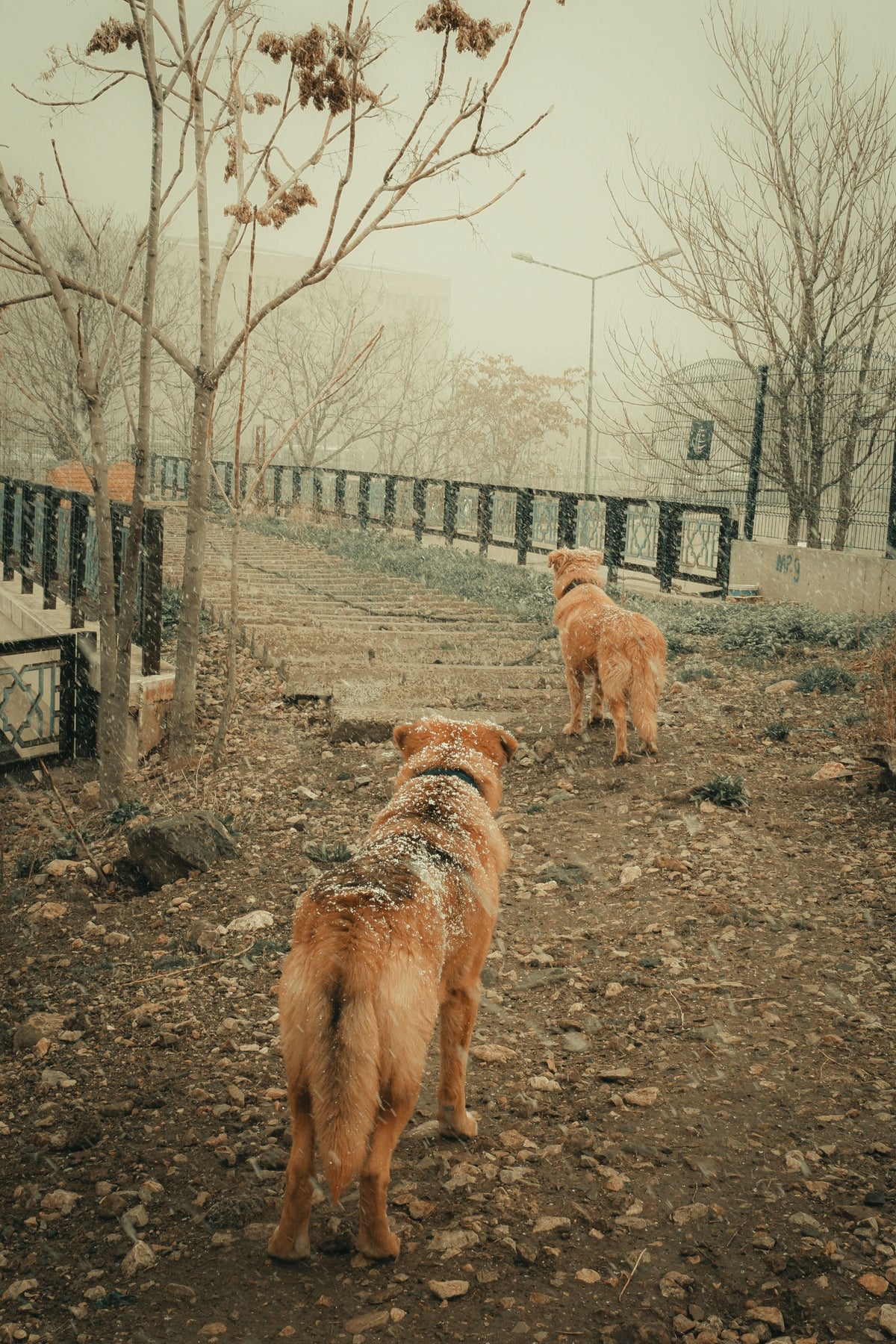 How Cold Is Too Cold for a Dog Walk? - The Big Pet Shop