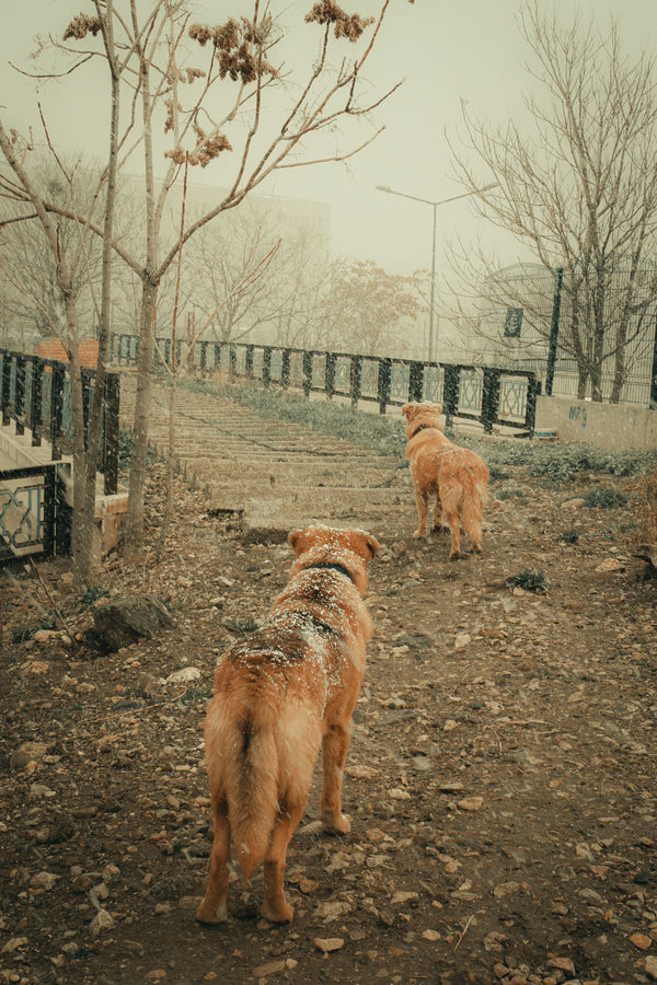 How Cold Is Too Cold for a Dog Walk? - The Big Pet Shop