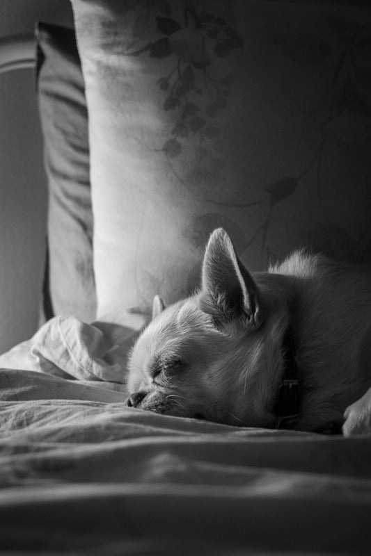 How to Tell if Your Dog Is Getting Enough Sleep — The Complete Guide - The Big Pet Shop