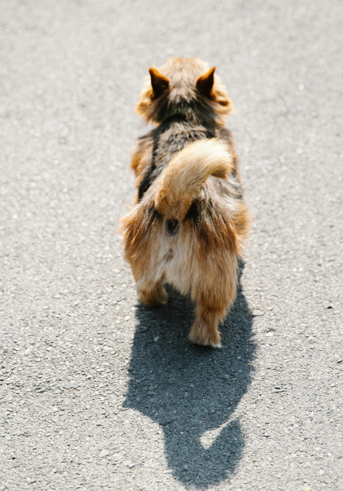 The Intelligence of Fatigue: How to Tire Out Your Dog Without the Long Walk - The Big Pet Shop