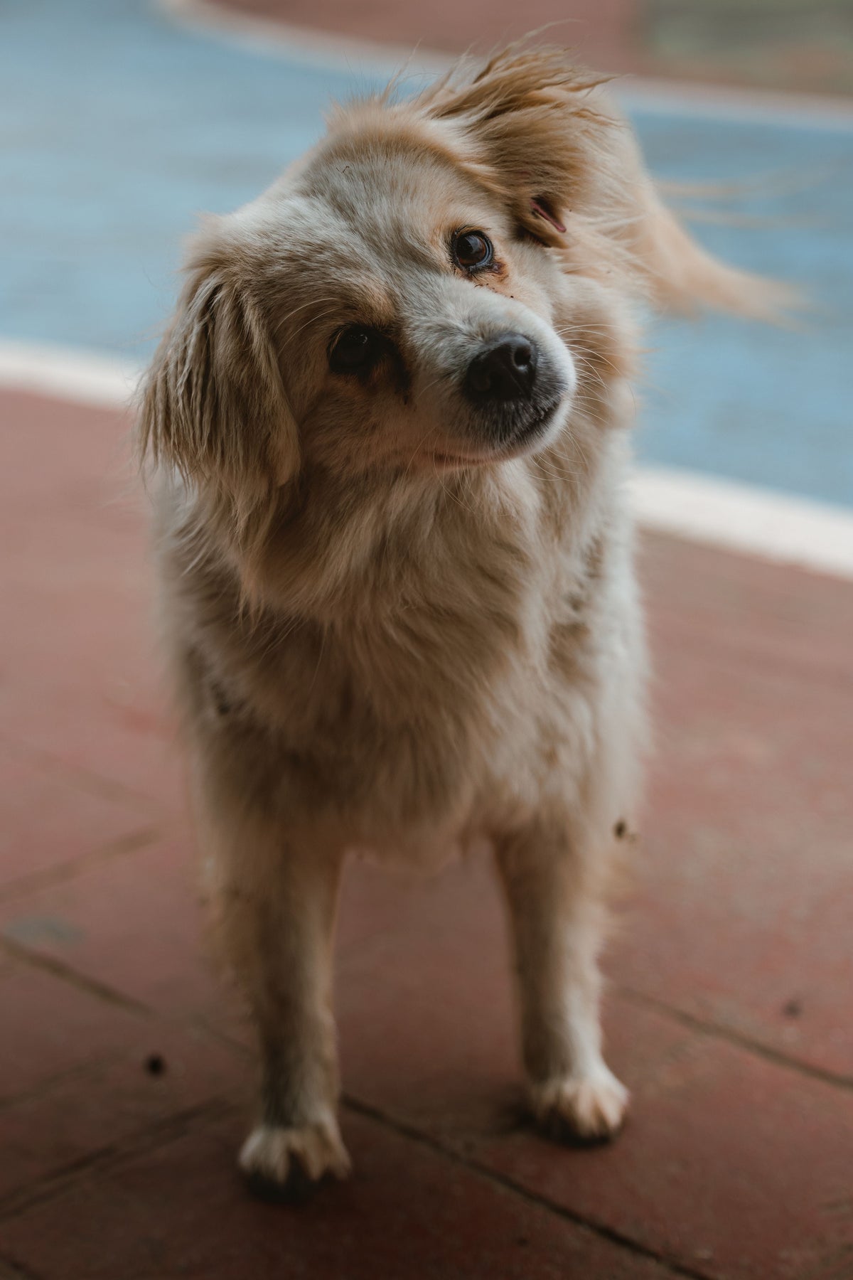 Why Do Dogs Tilt Their Heads When You Talk to Them? - The Big Pet Shop