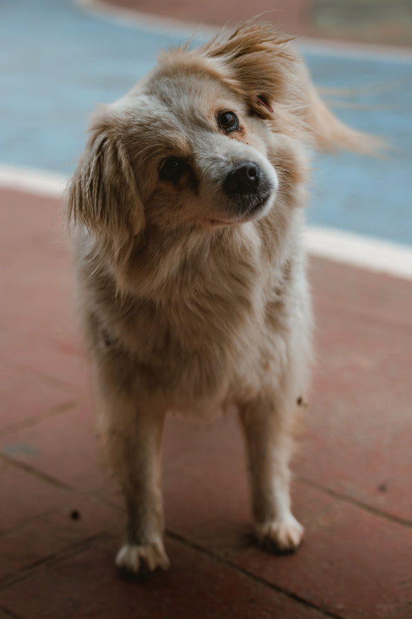 Why Do Dogs Tilt Their Heads When You Talk to Them? - The Big Pet Shop